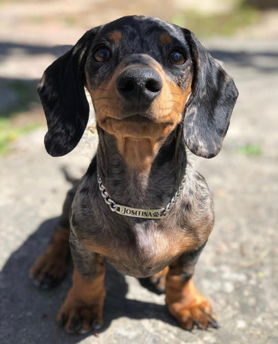 COLLAR MASCOTA